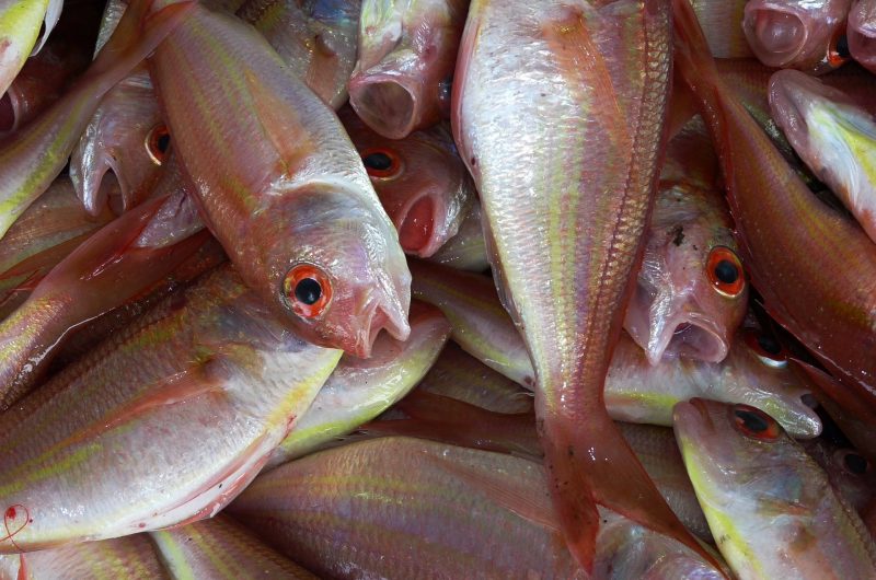 fresh fish for dinner in Dominica