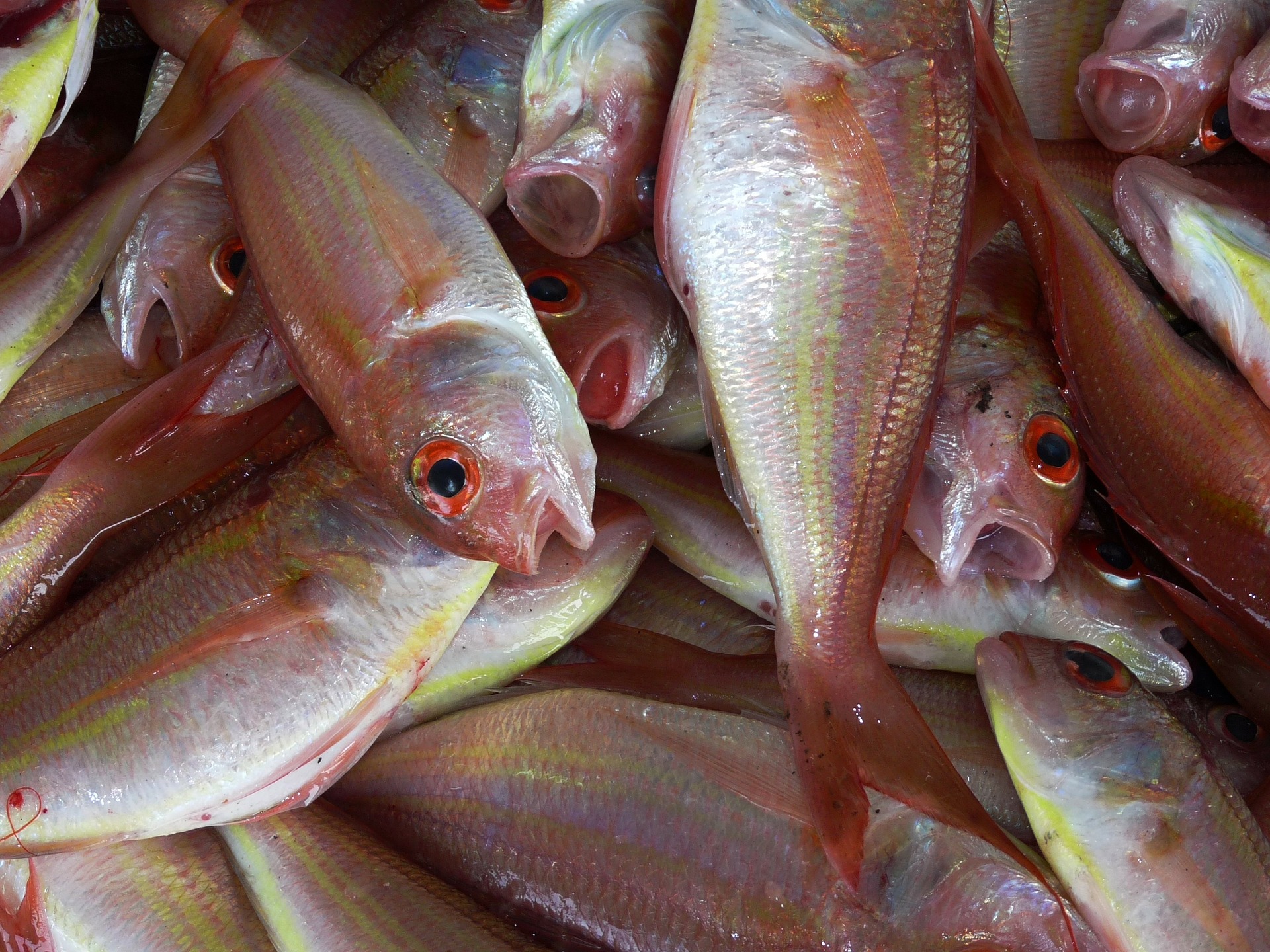 fresh fish for dinner in Dominica