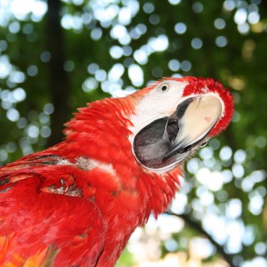 bird watching in jamaica