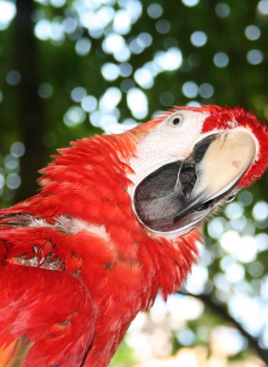 bird watching in jamaica