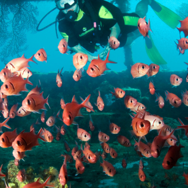 Snorkeling in St. Lucia_ Explore St. Lucia's Underwater World - Foodica