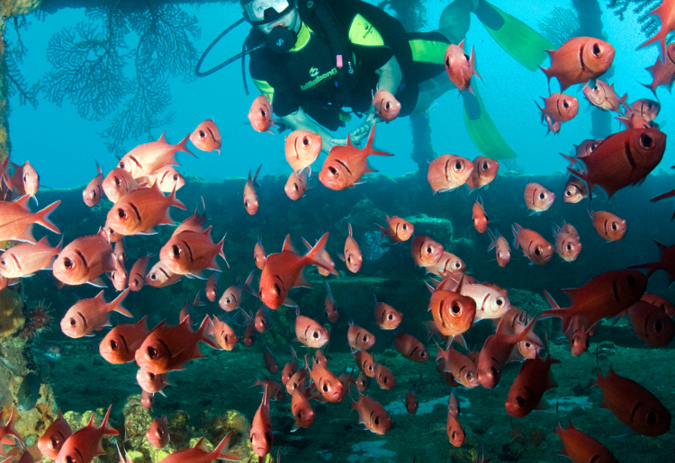 Snorkeling in St. Lucia_ Explore St. Lucia's Underwater World - Foodica