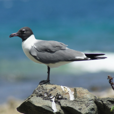 Endless Caribbean - Wild, Wildlife in the British Virgin Islands