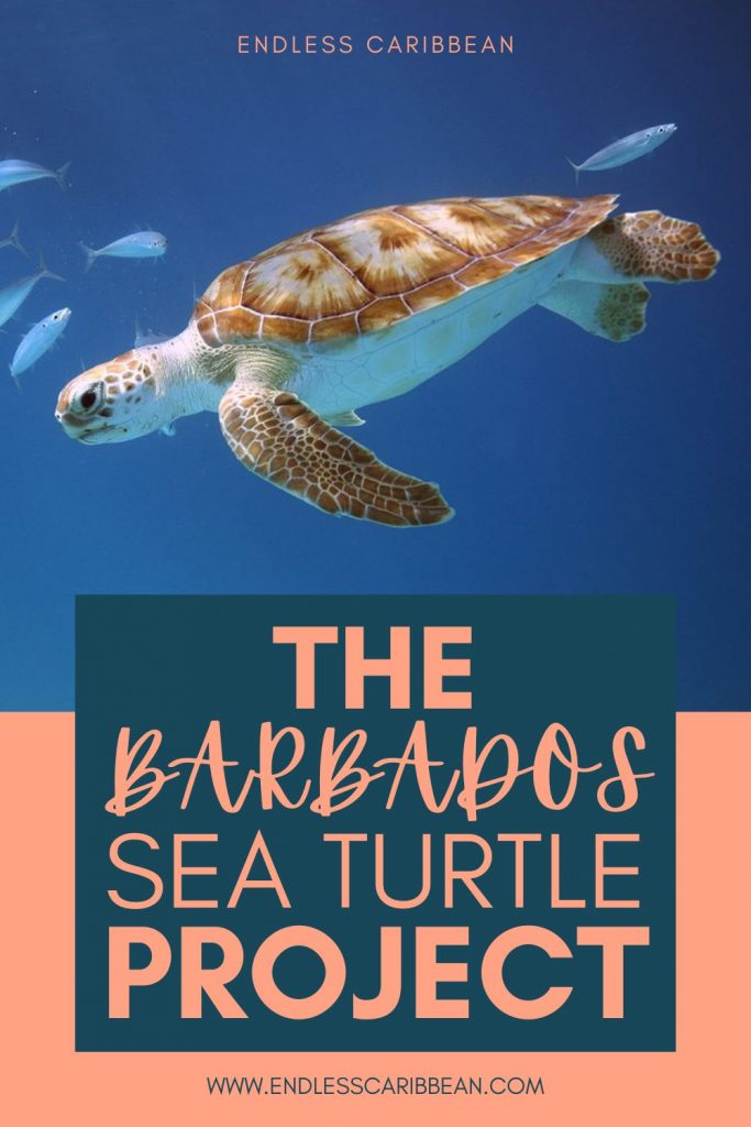 Endless Caribbean - Pinterest - The Barbados Sea Turtle Project