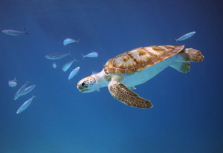 Endless Caribbean - The Barbados Sea Turtle Project