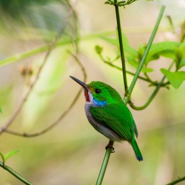 Endless Caribbean - Where to Find Nature and Birding Tours in Cuba