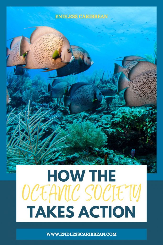 Pinterest Pin Endless Caribbean - How the Oceanic Society Takes Action