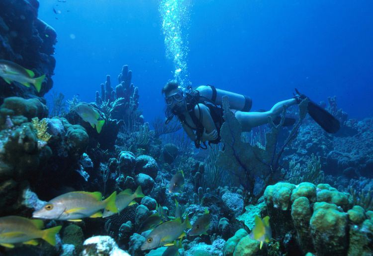 Endless Caribbean - Diving Holidays in the Turks and Caicos Islands