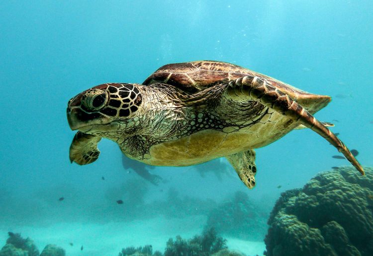 Endless Caribbean - Saba Scuba Diving