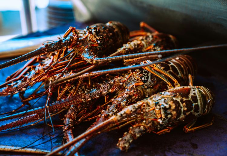 Endless Caribbean - Anegada Lobster Festival Kicks Off in November